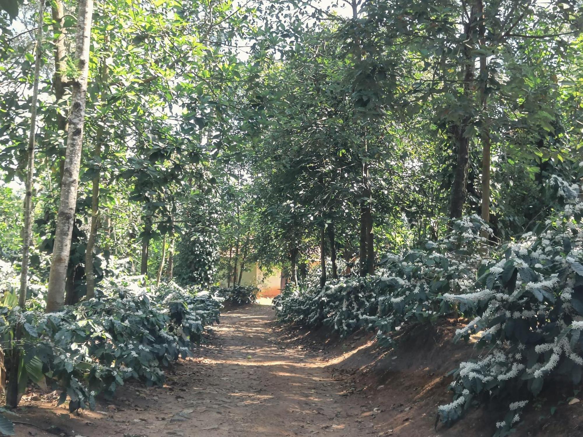 Jp Homestay Somwarpet Coorg Hangal Exterior photo